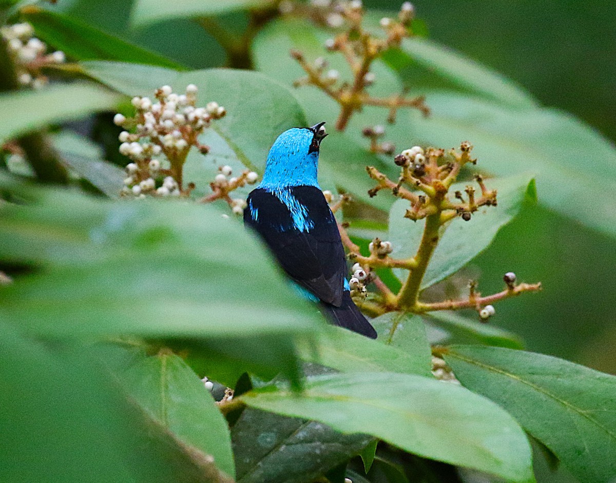 Scarlet-thighed Dacnis - ML637340509