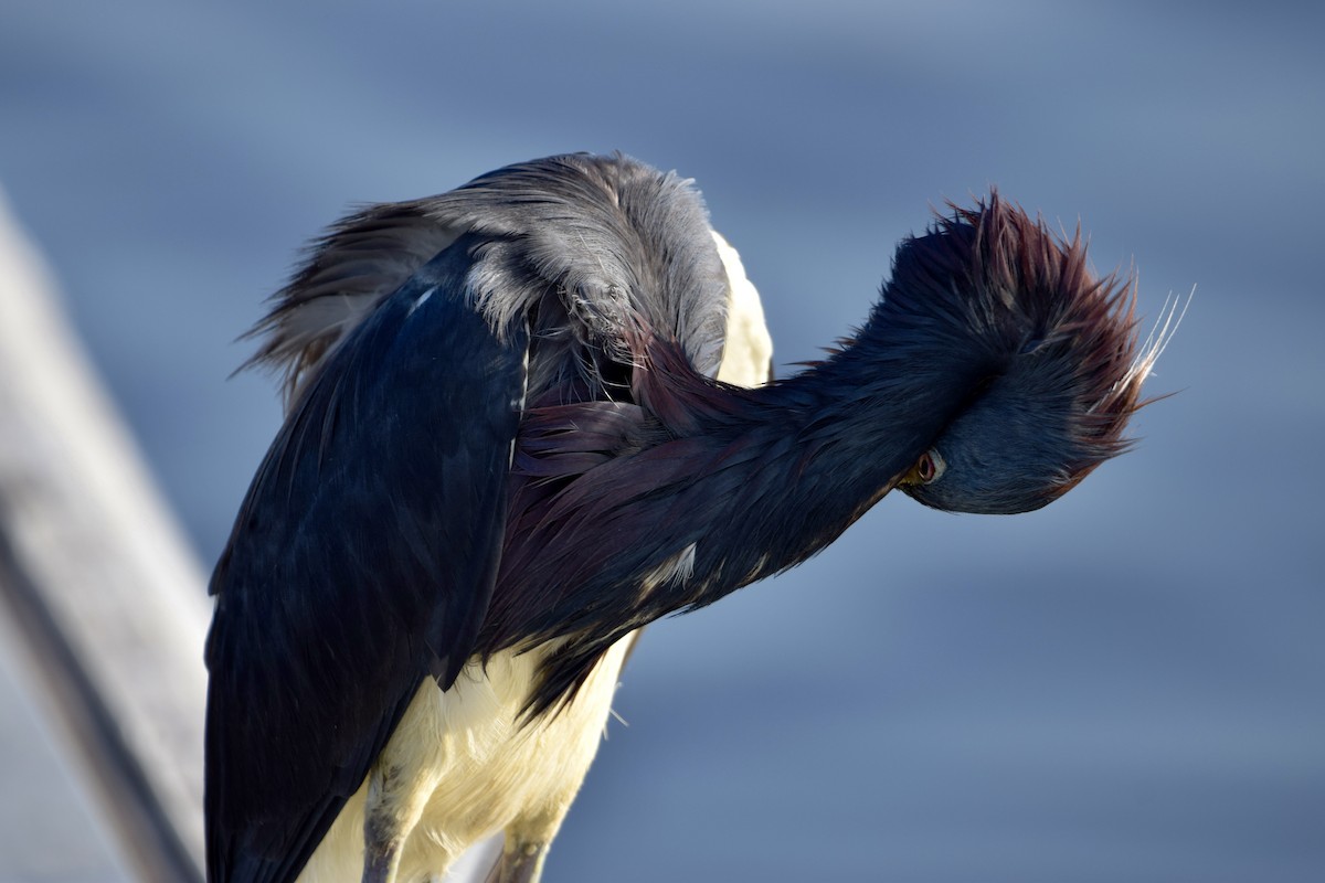 Tricolored Heron - ML637340526