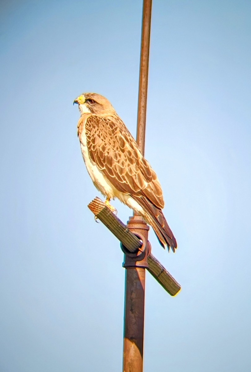Swainson's Hawk - ML637340527