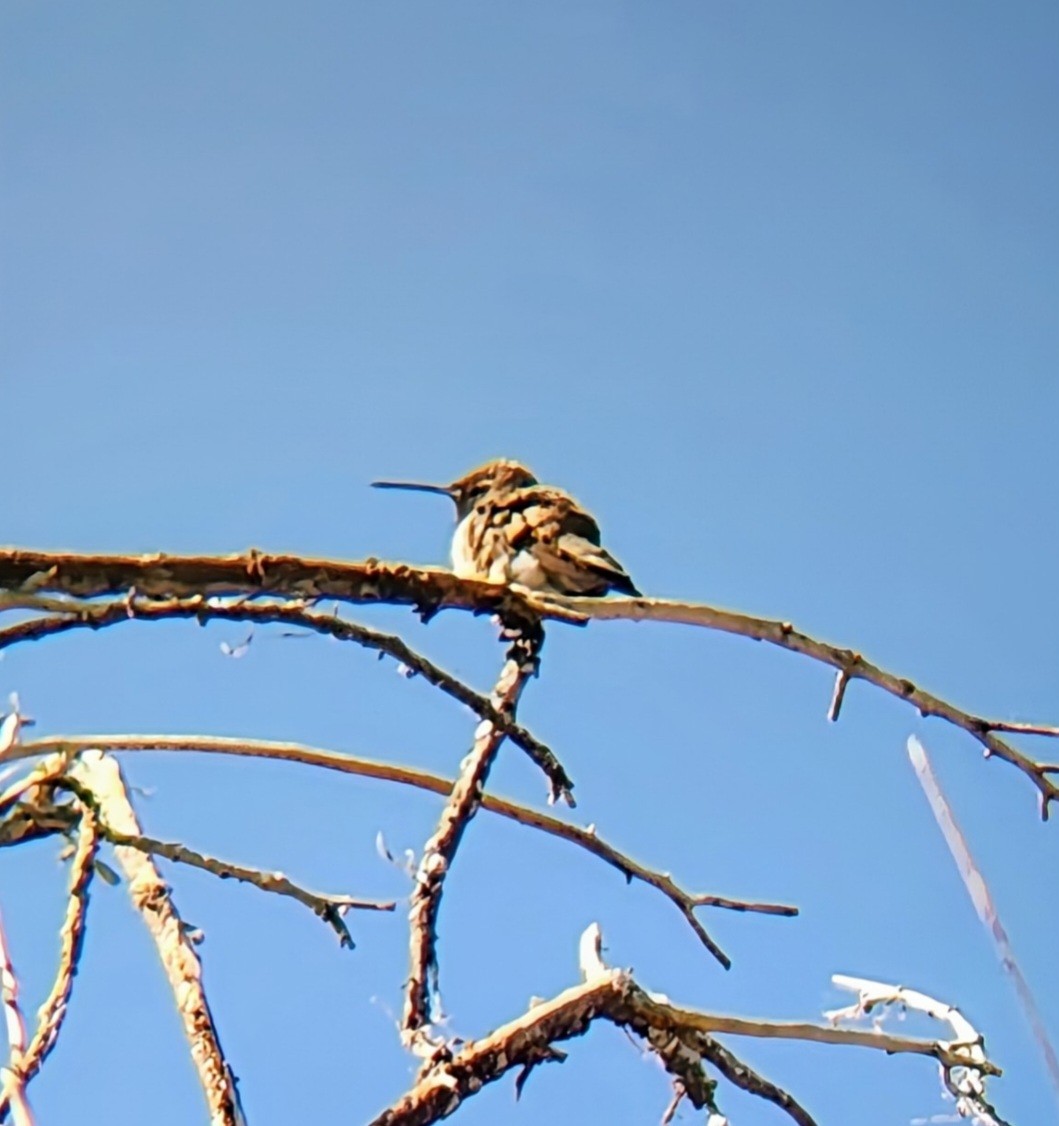 Black-chinned Hummingbird - ML637340538
