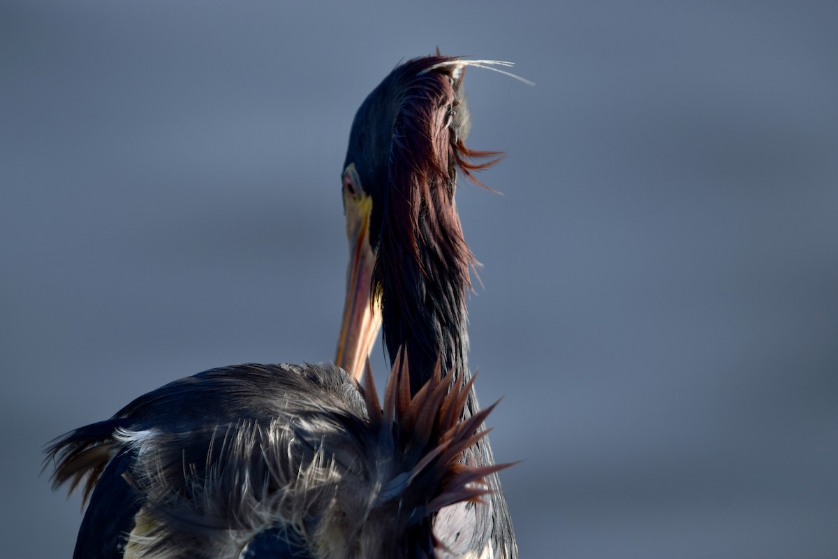 Tricolored Heron - ML637340551