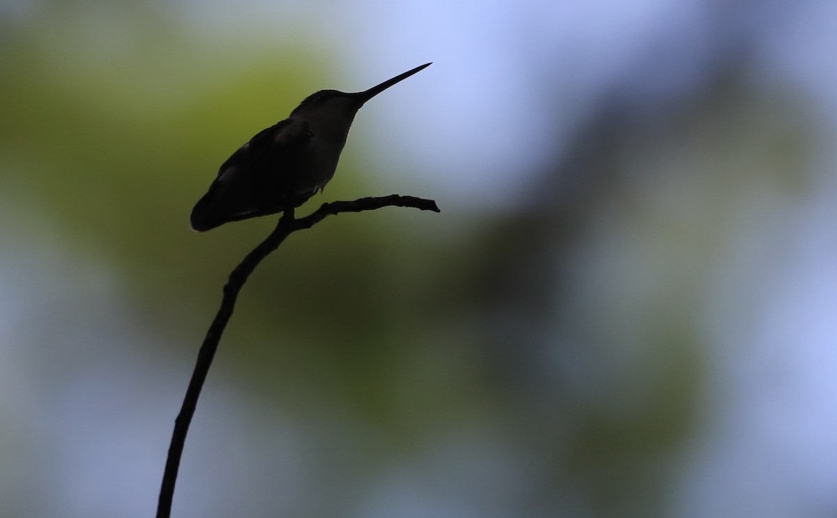Ruby-throated Hummingbird - ML637340566