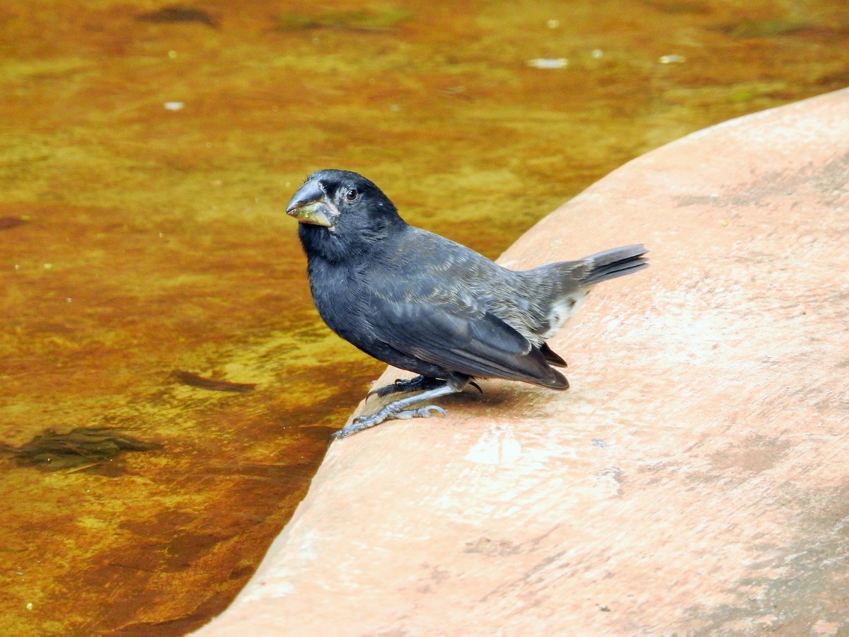 Large Ground-Finch - ML637340574
