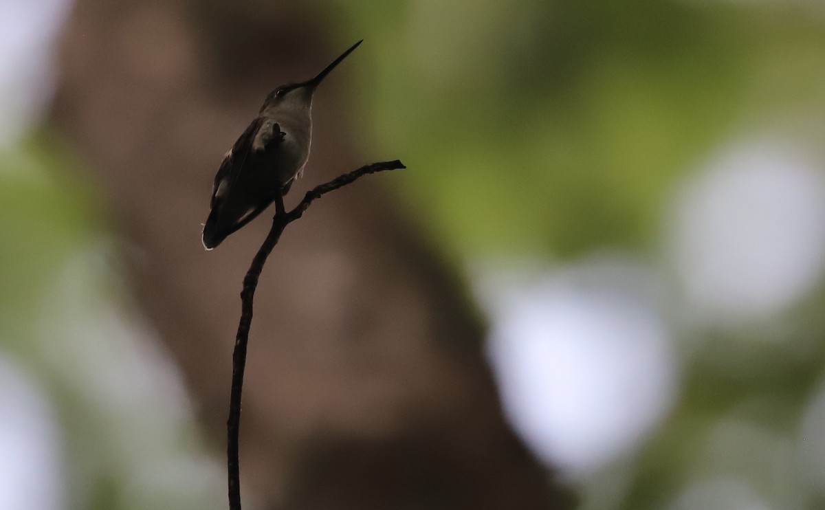Ruby-throated Hummingbird - ML637340575
