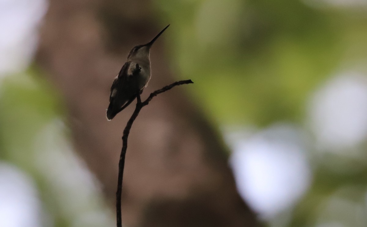 Ruby-throated Hummingbird - ML637340581
