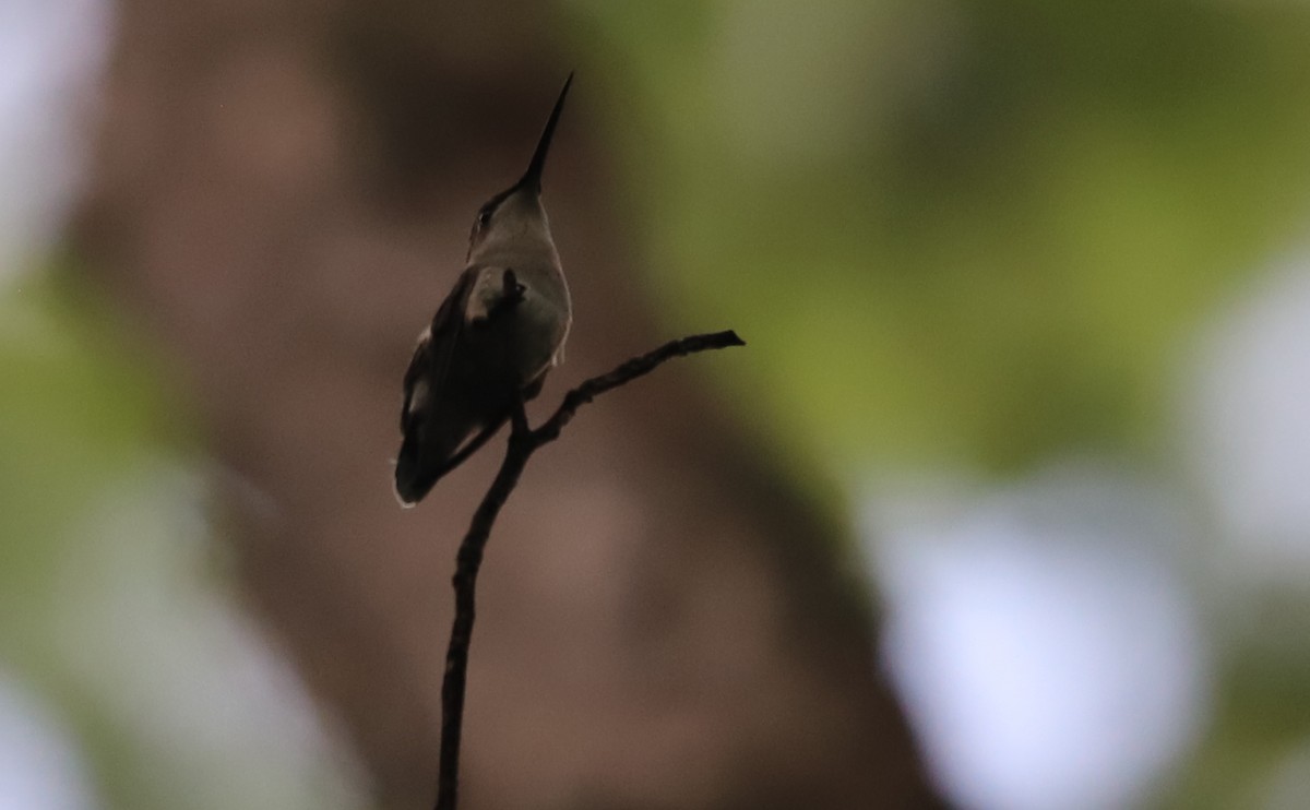 Ruby-throated Hummingbird - ML637340582
