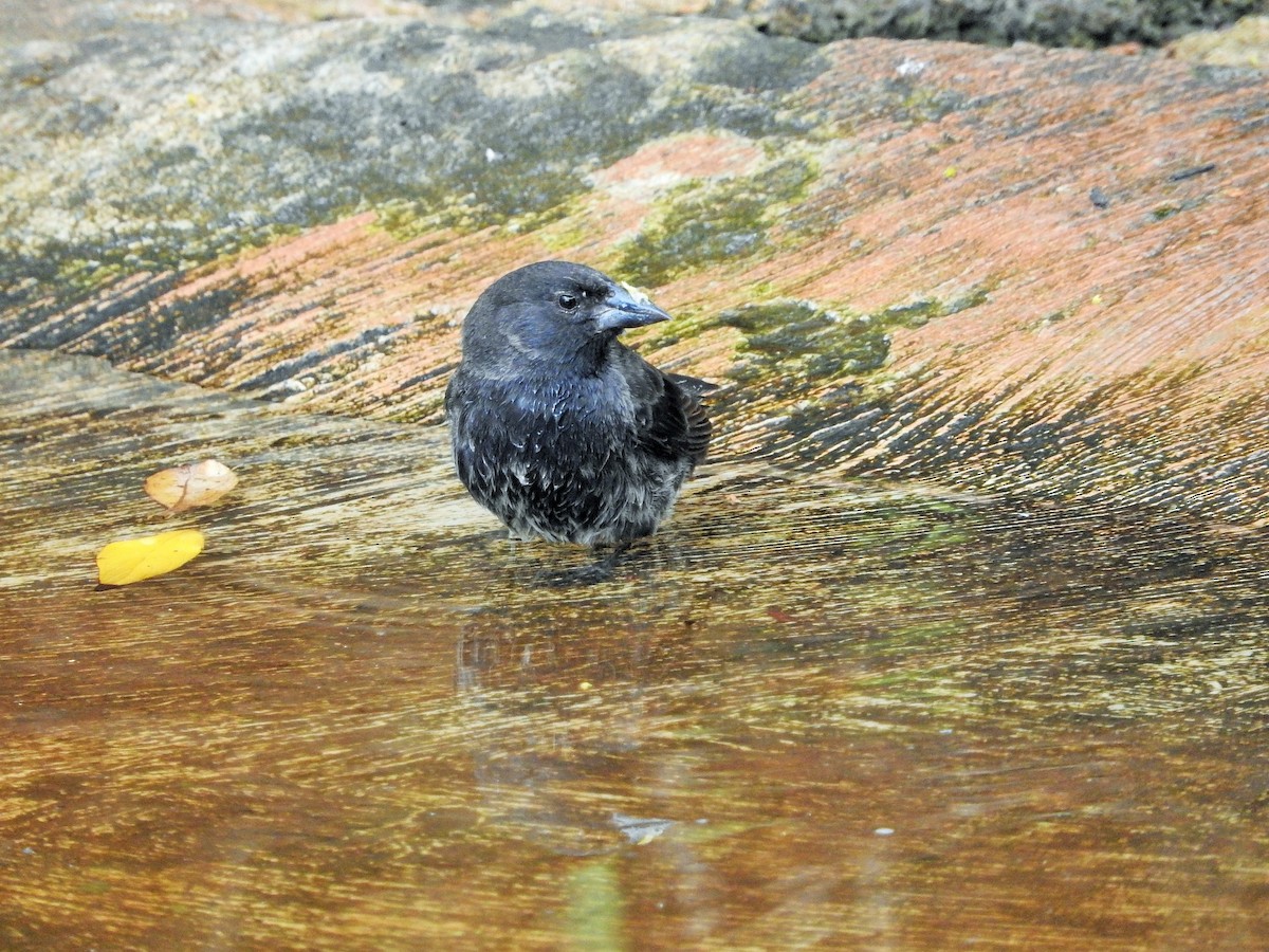 Common Cactus-Finch - ML637340583
