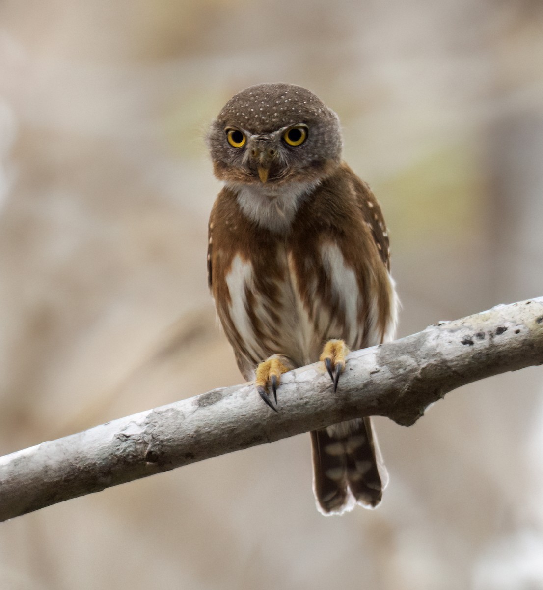 Colima Pygmy-Owl - ML637340653