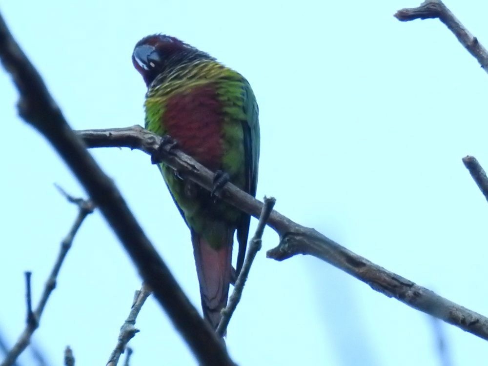 Painted Parakeet - ML637340656