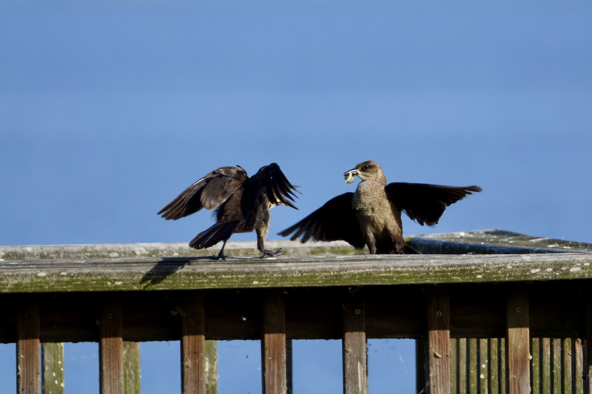Boat-tailed Grackle - ML637340665