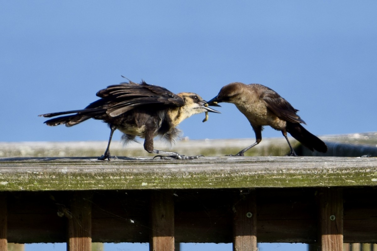 Boat-tailed Grackle - ML637340677