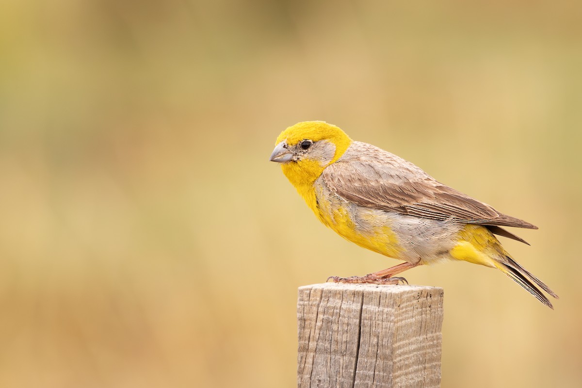 Bright-rumped Yellow-Finch - ML637340678
