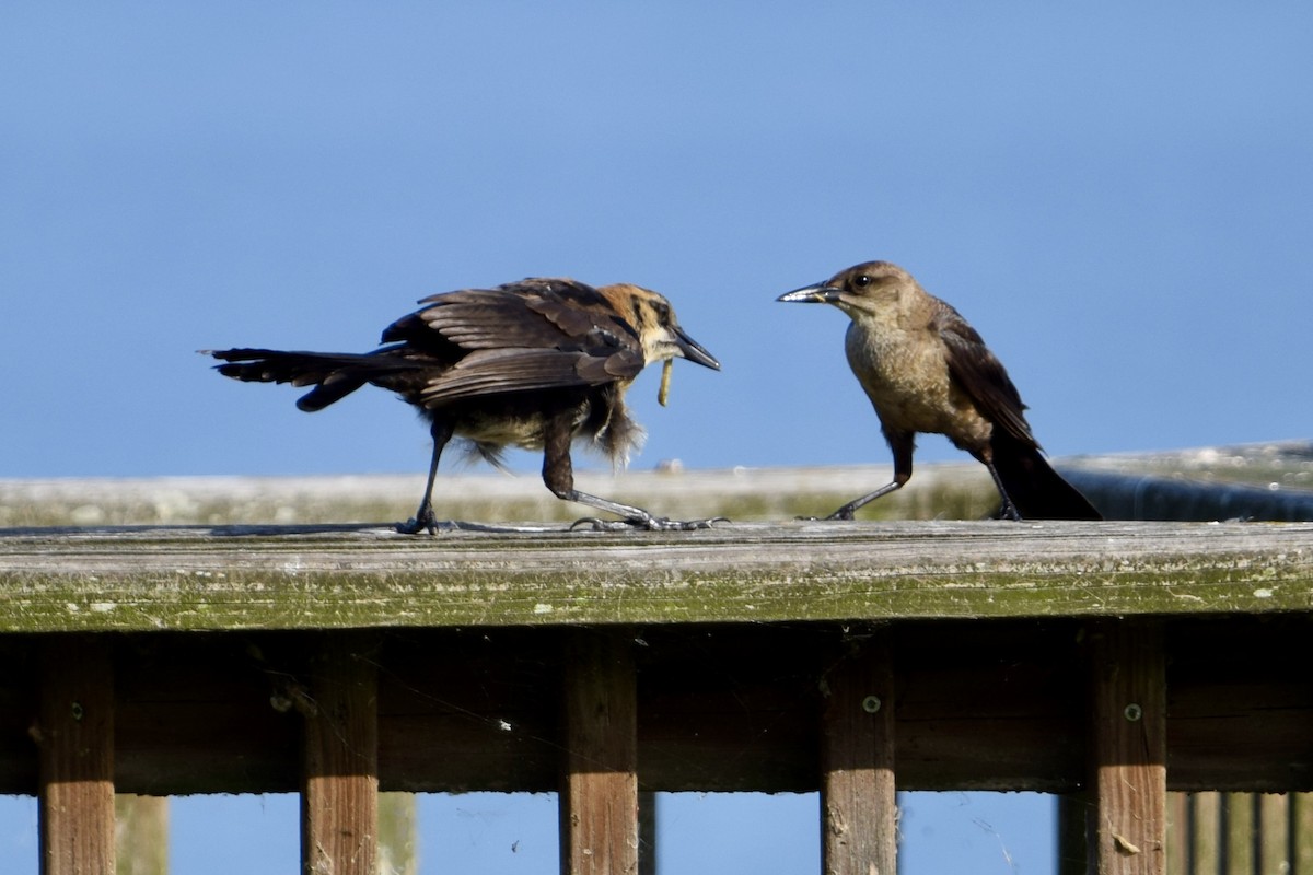 Boat-tailed Grackle - ML637340689