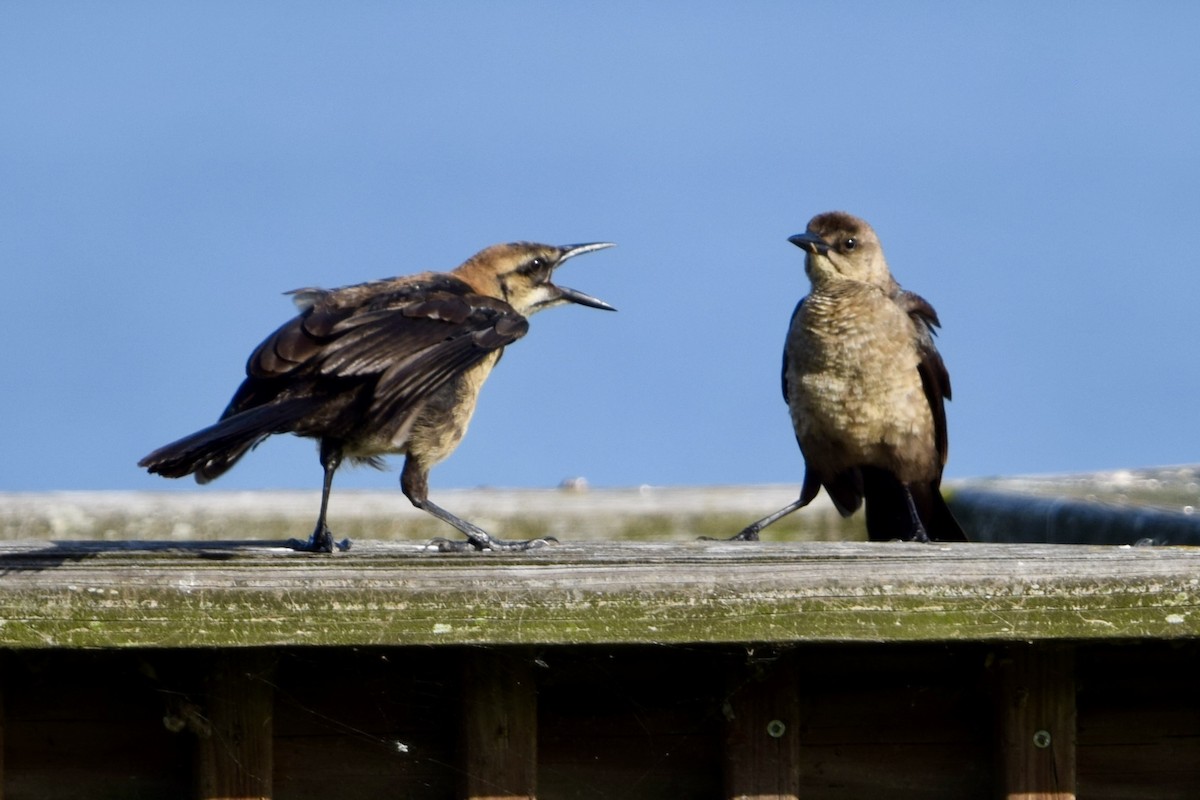Boat-tailed Grackle - ML637340702