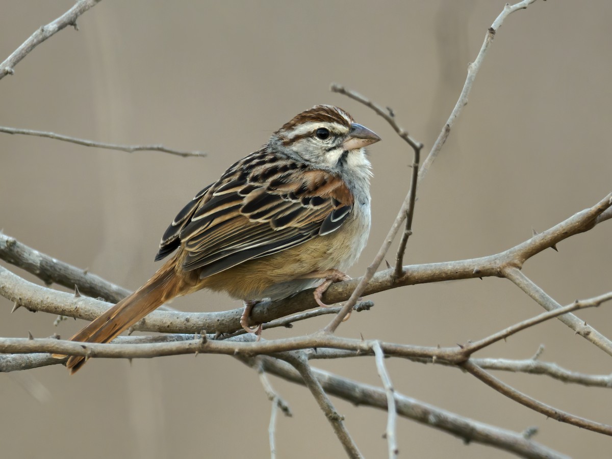 Cinnamon-tailed Sparrow - ML637340711