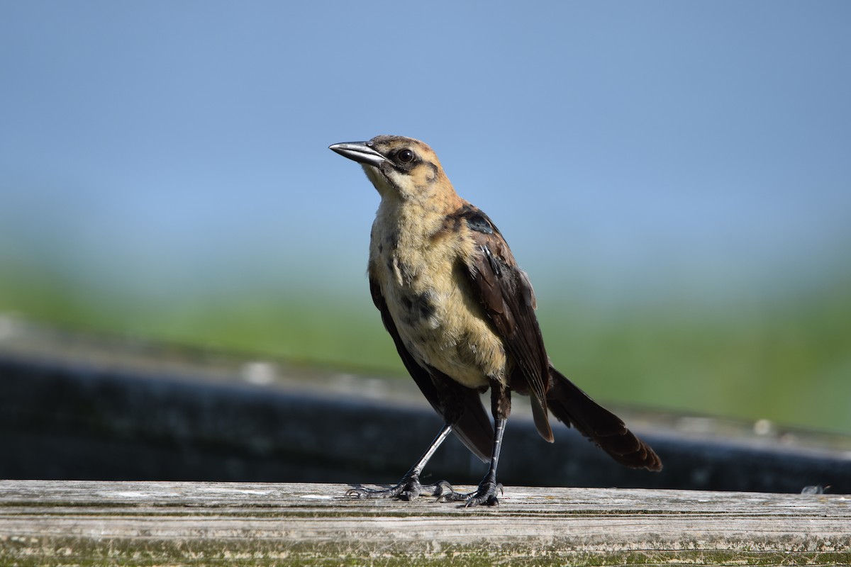 Boat-tailed Grackle - ML637340717