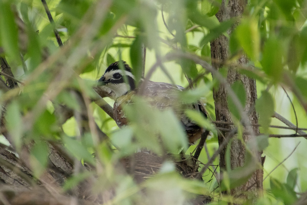 Northern Bobwhite - ML637340724