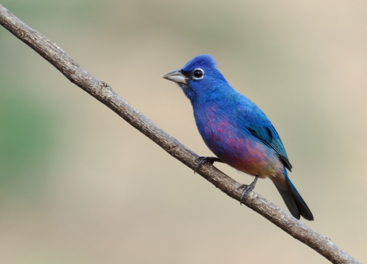 Rose-bellied Bunting - ML637340732