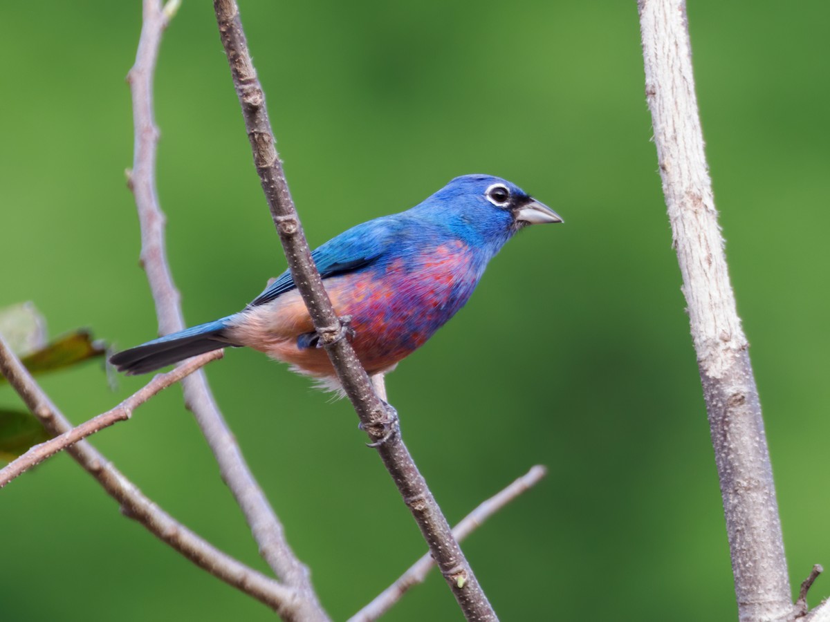 Rose-bellied Bunting - ML637340733