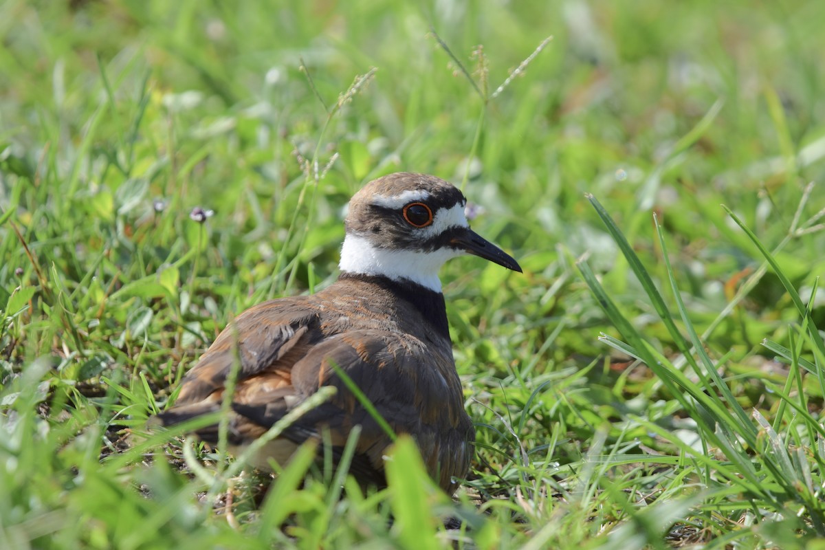 Killdeer - ML637340754