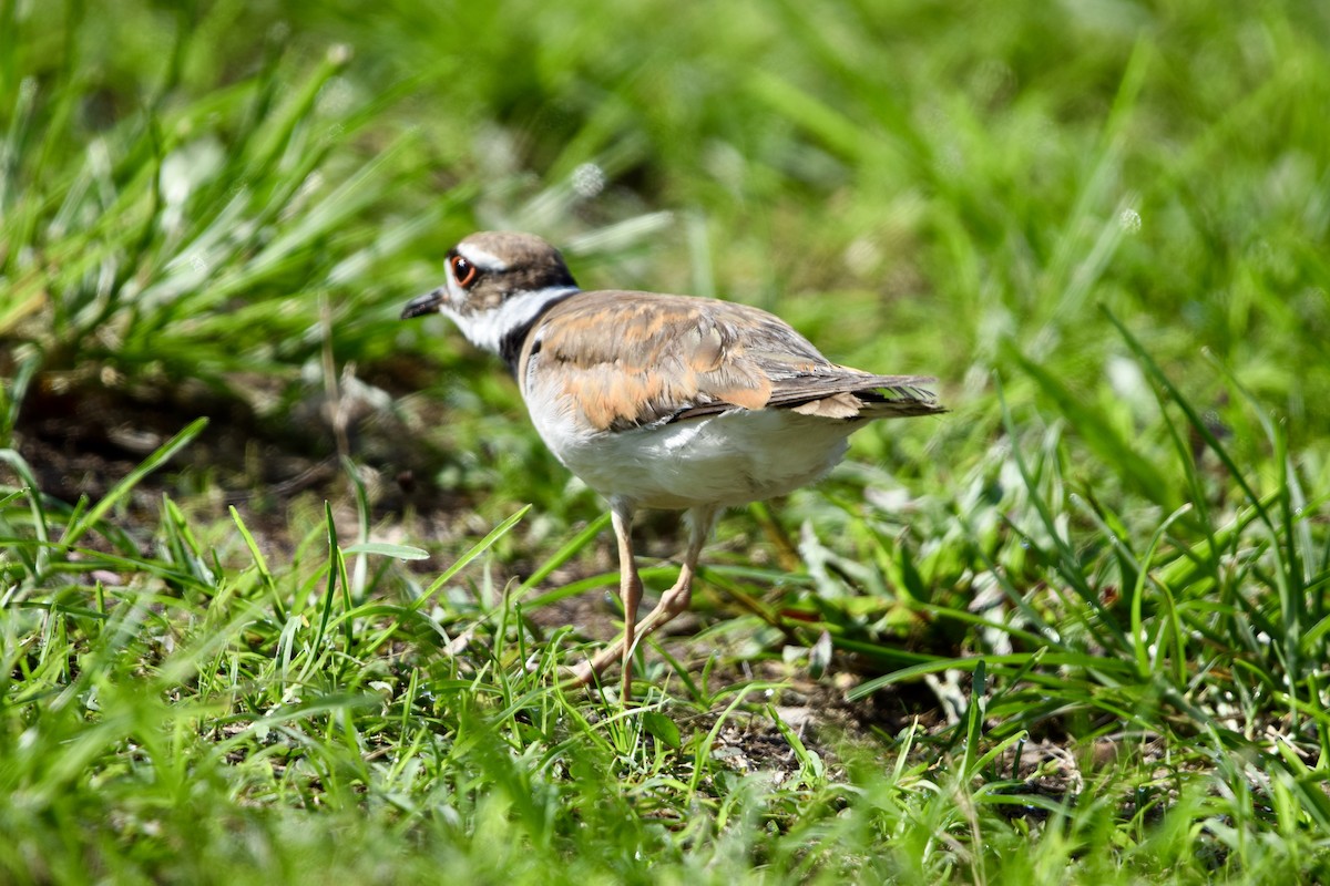 Killdeer - ML637340759