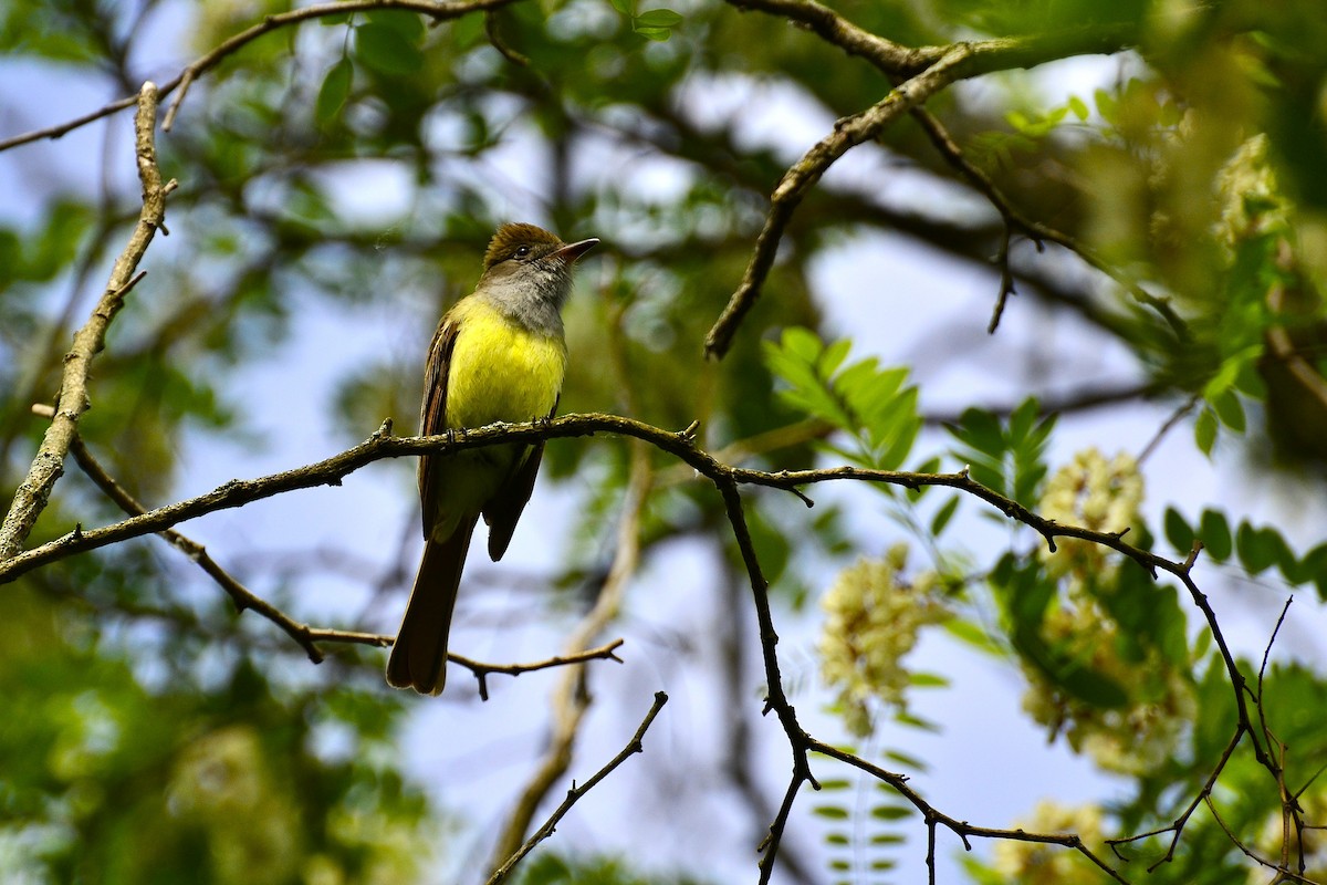 Great Crested Flycatcher - ML637340762
