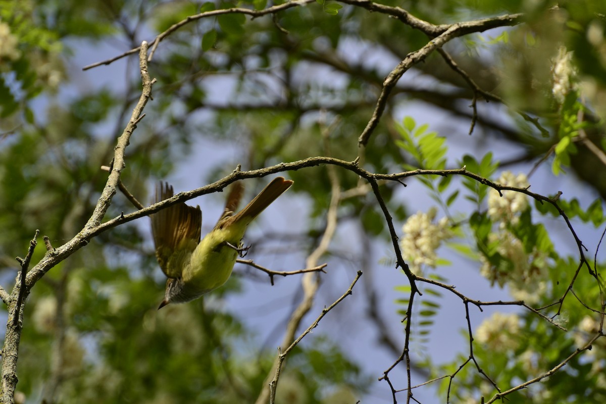 Great Crested Flycatcher - ML637340763
