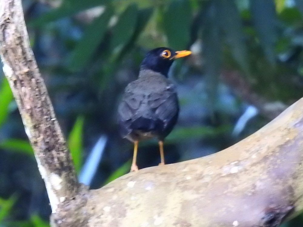 Black-hooded Thrush - ML637340766