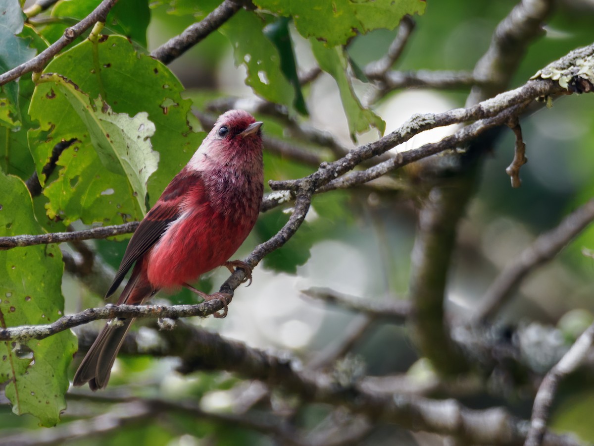 Pink-headed Warbler - ML637340775