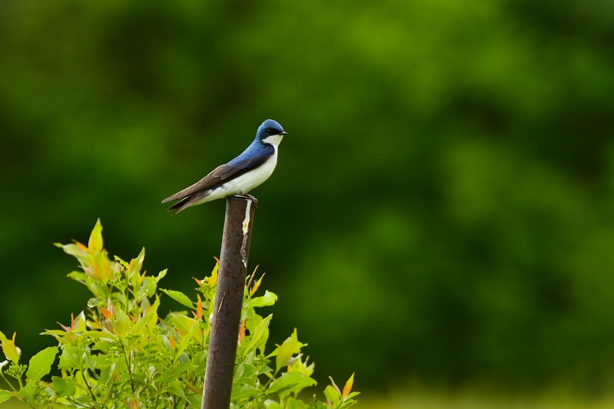 Tree Swallow - ML637340785