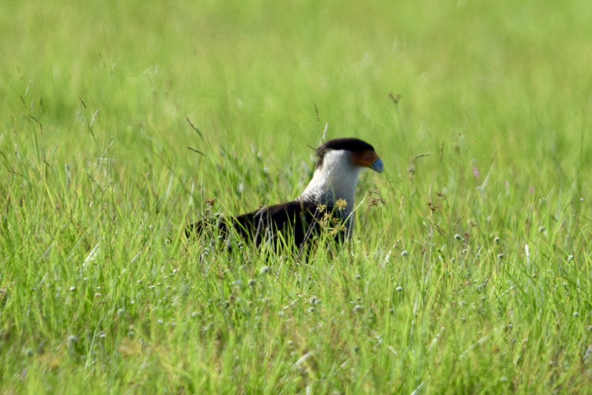 Crested Caracara - ML637340799