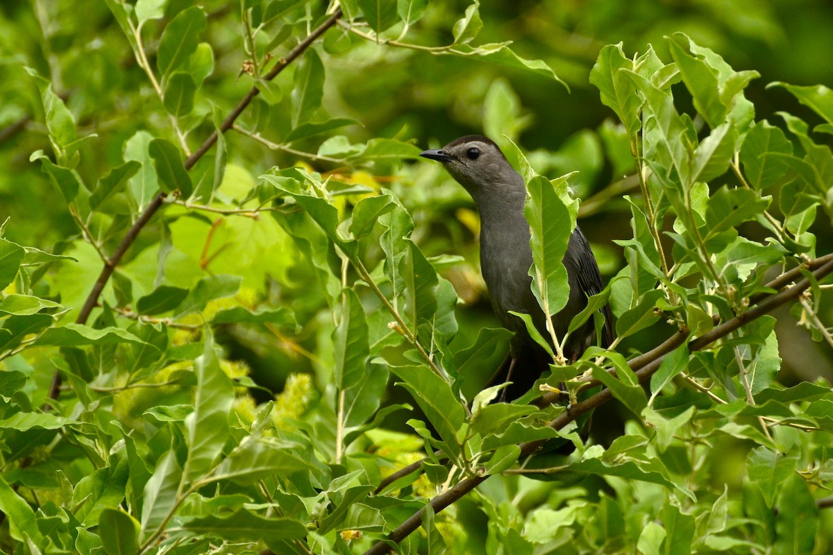 Gray Catbird - ML637340800
