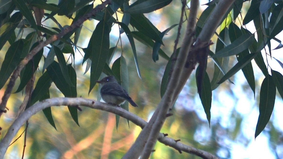 Southern Tropical Pewee - ML637340804
