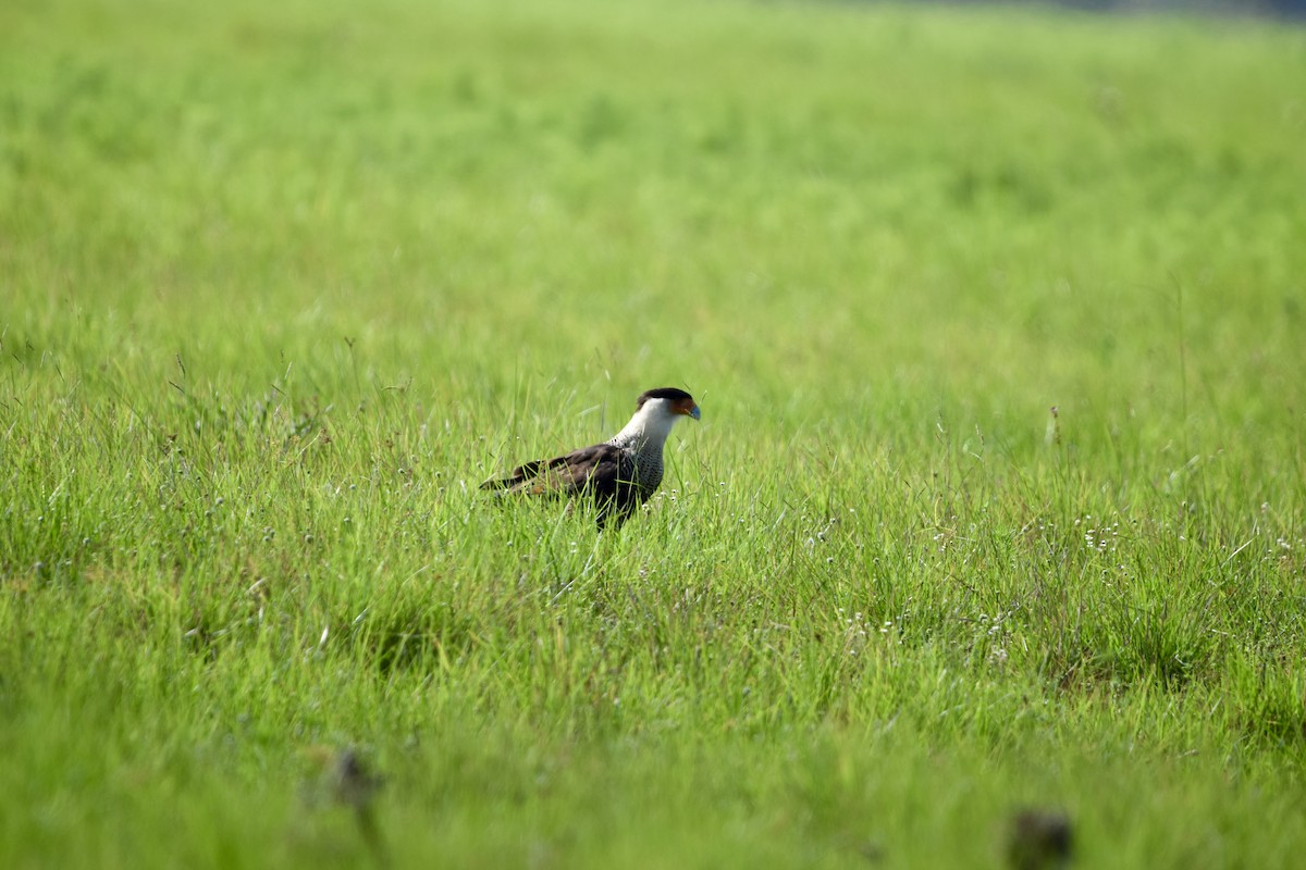 Crested Caracara - ML637340807