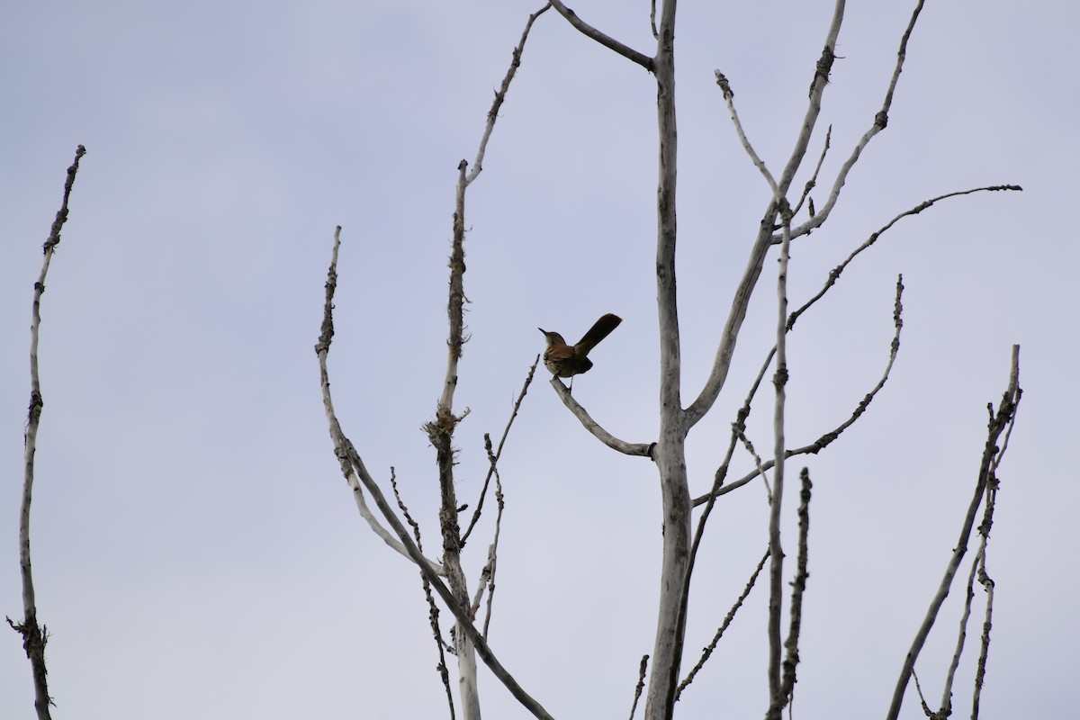 Brown Thrasher - ML637340821