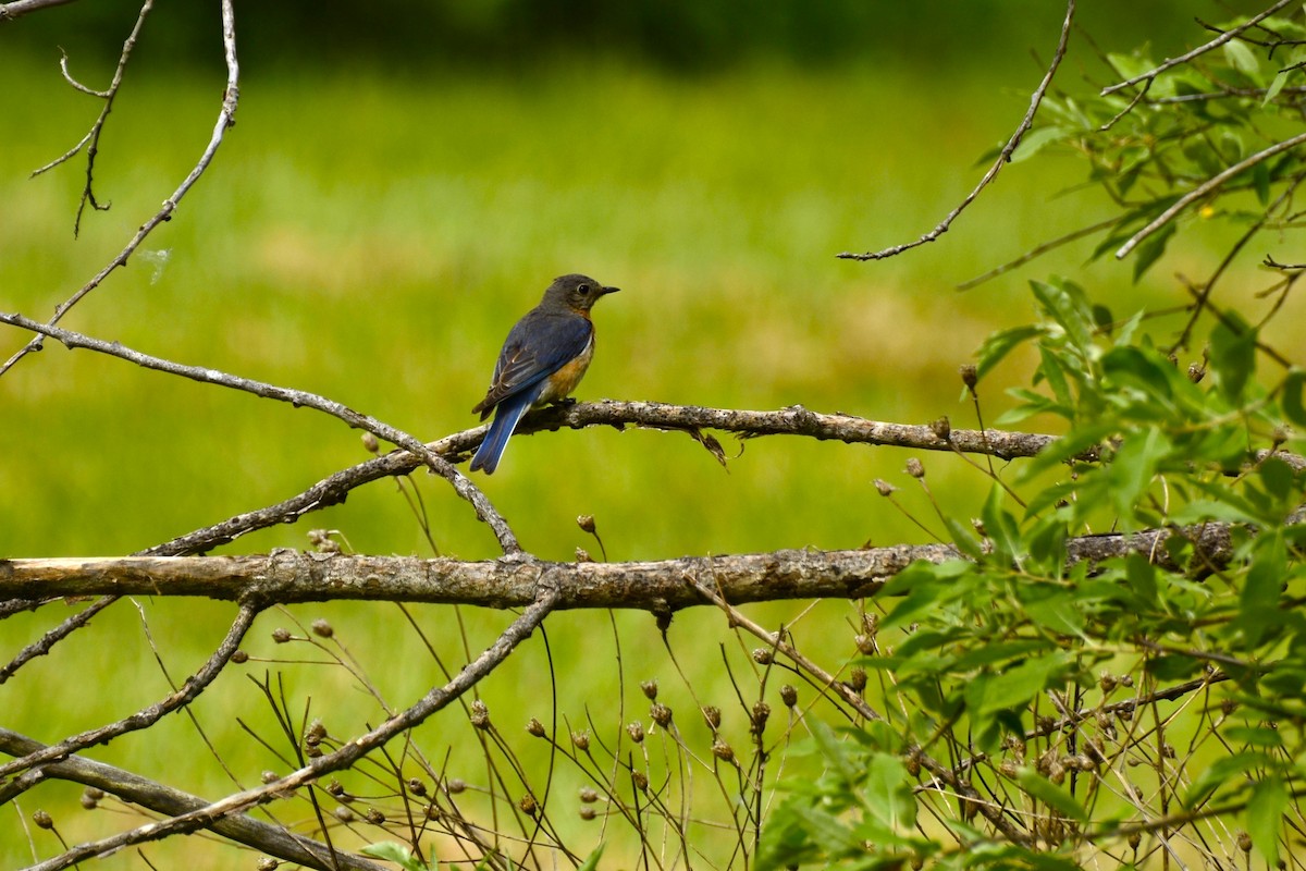 Eastern Bluebird - ML637340825