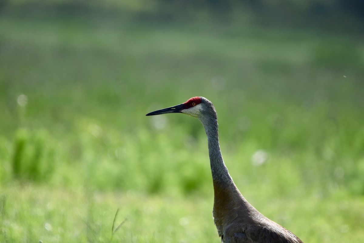 Sandhill Crane - ML637340831