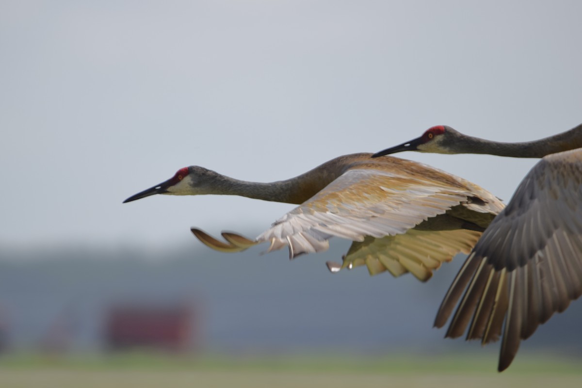 Sandhill Crane - ML637340833