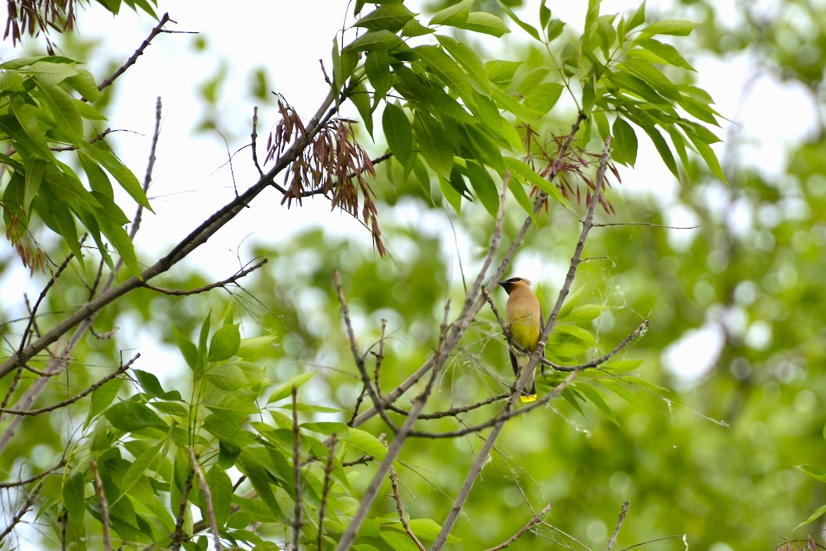 Cedar Waxwing - ML637340837