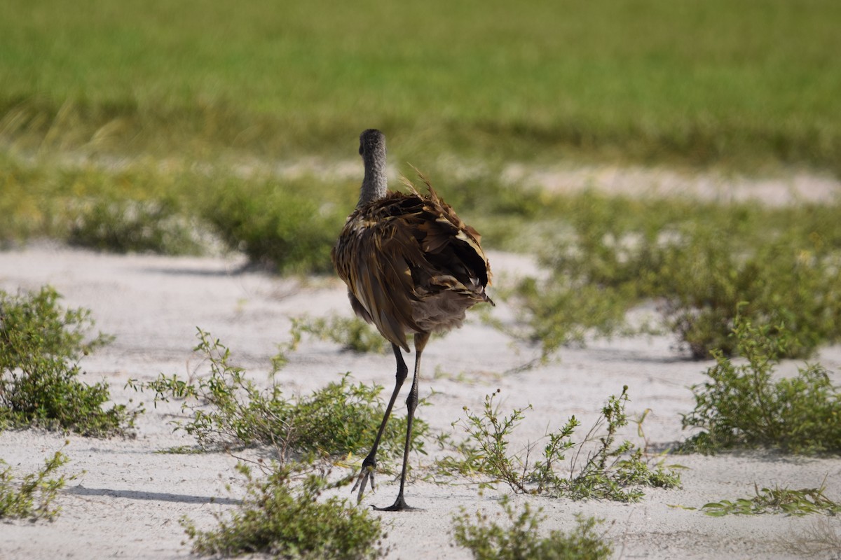 Sandhill Crane - ML637340838