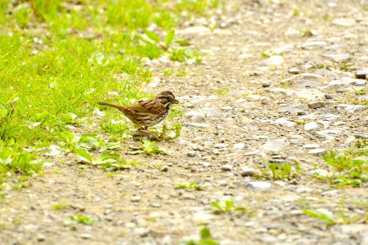Song Sparrow - ML637340847