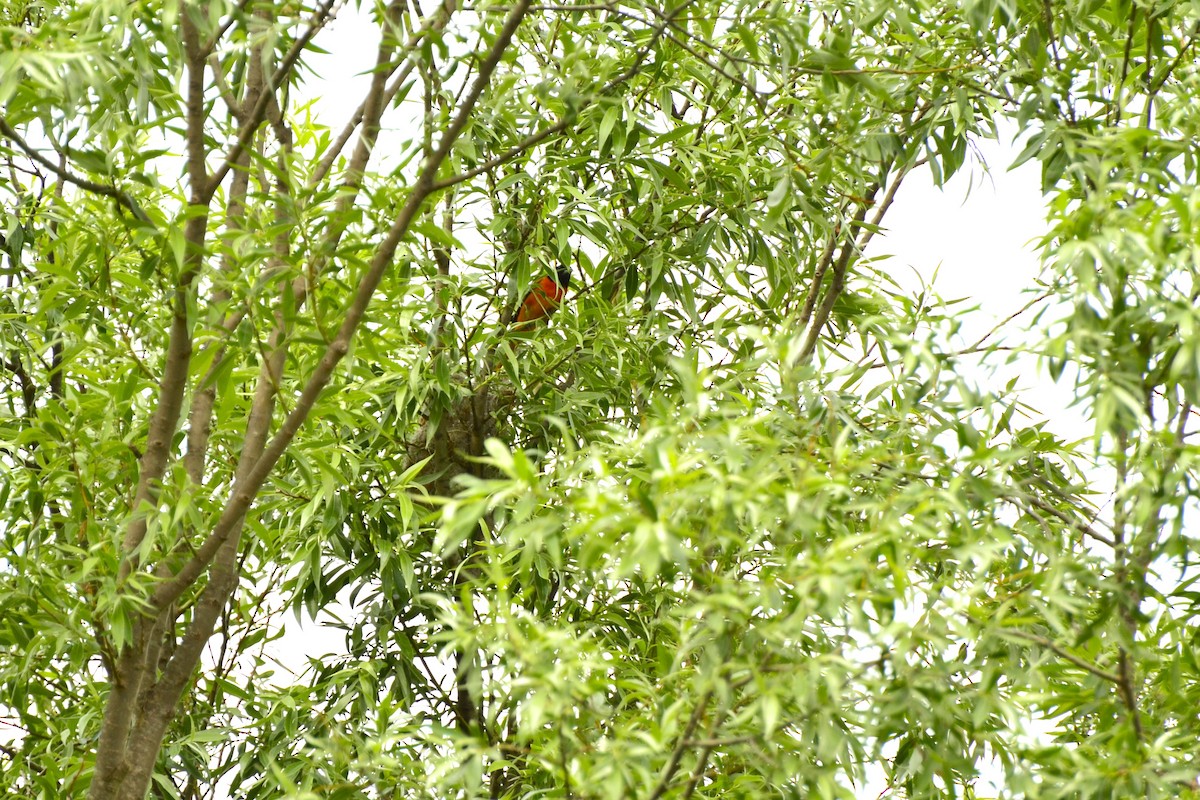 Baltimore Oriole - ML637340860