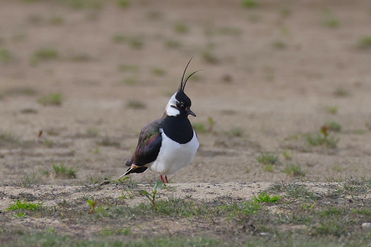 Northern Lapwing - ML637340876