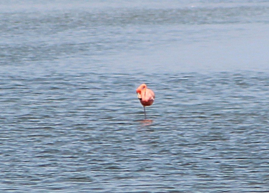 American Flamingo - ML637340897
