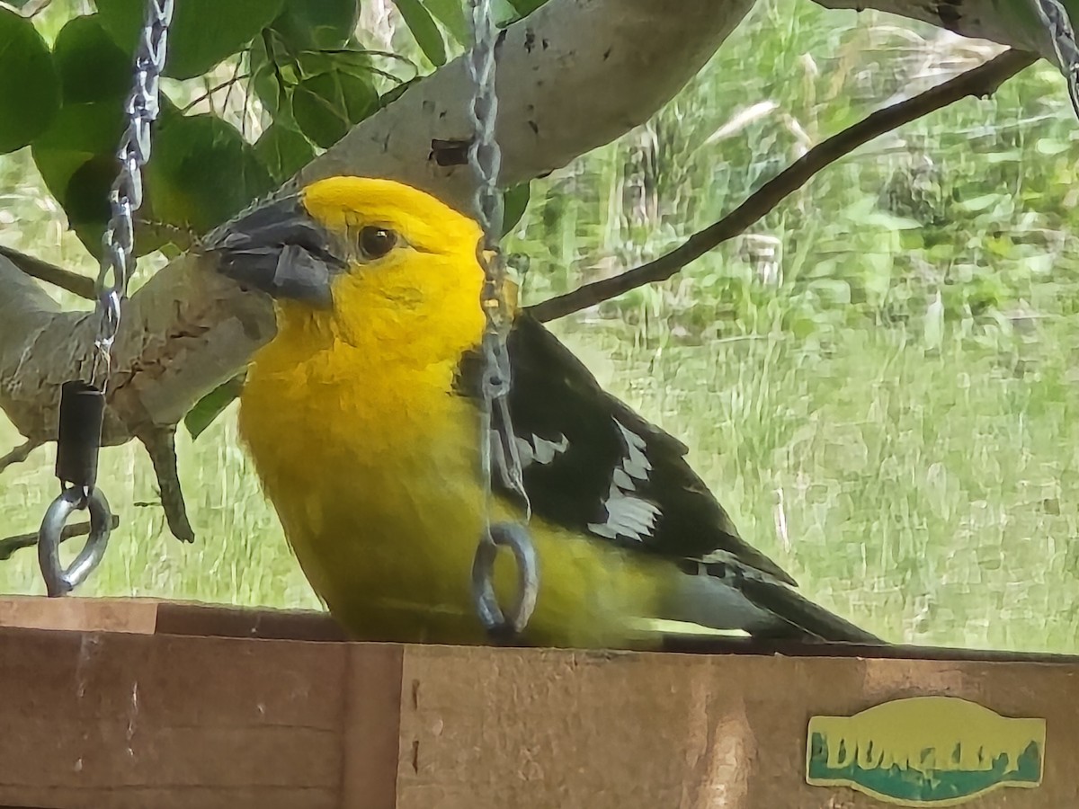 Yellow Grosbeak - ML637340914