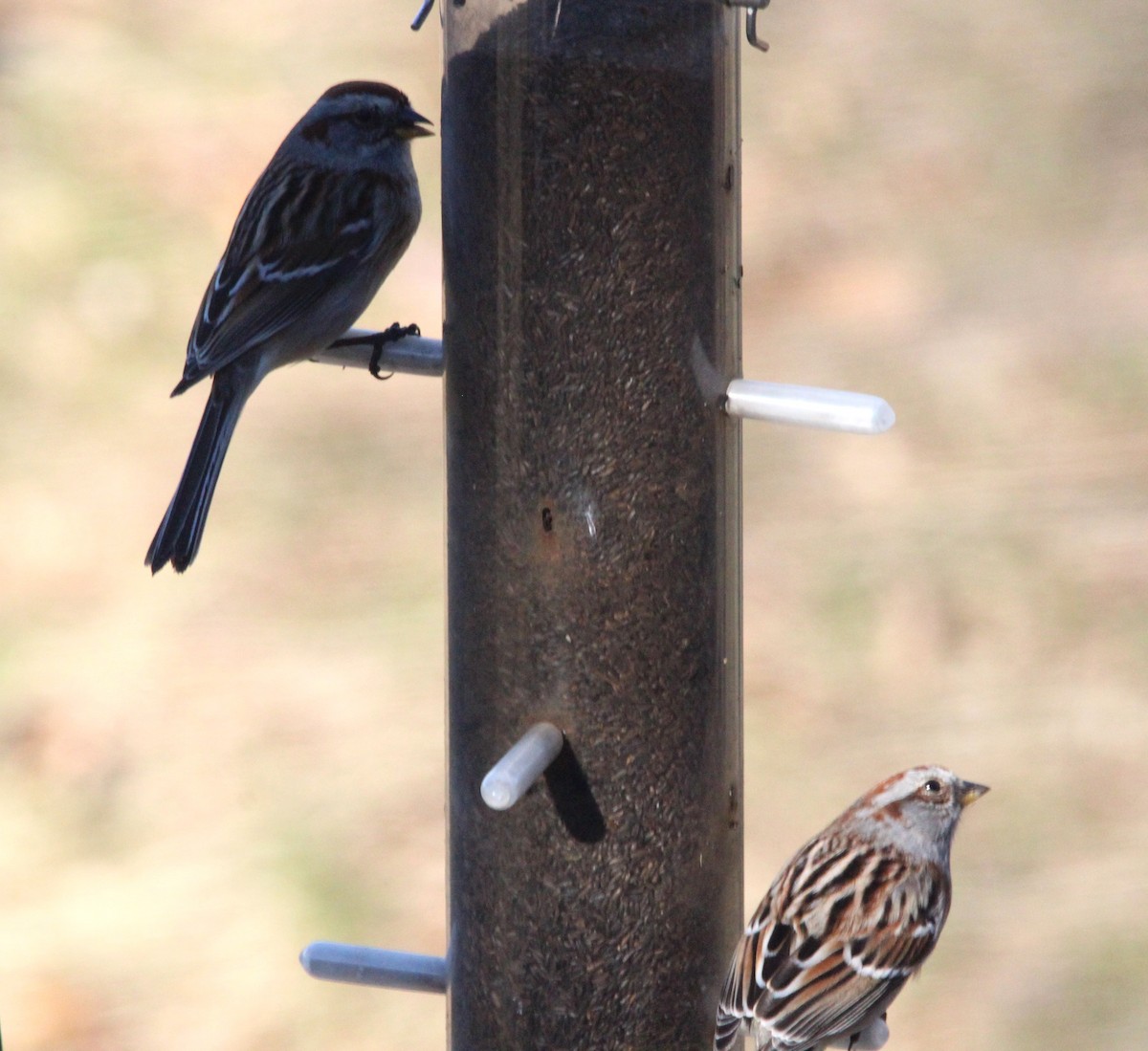 American Tree Sparrow - ML637340949