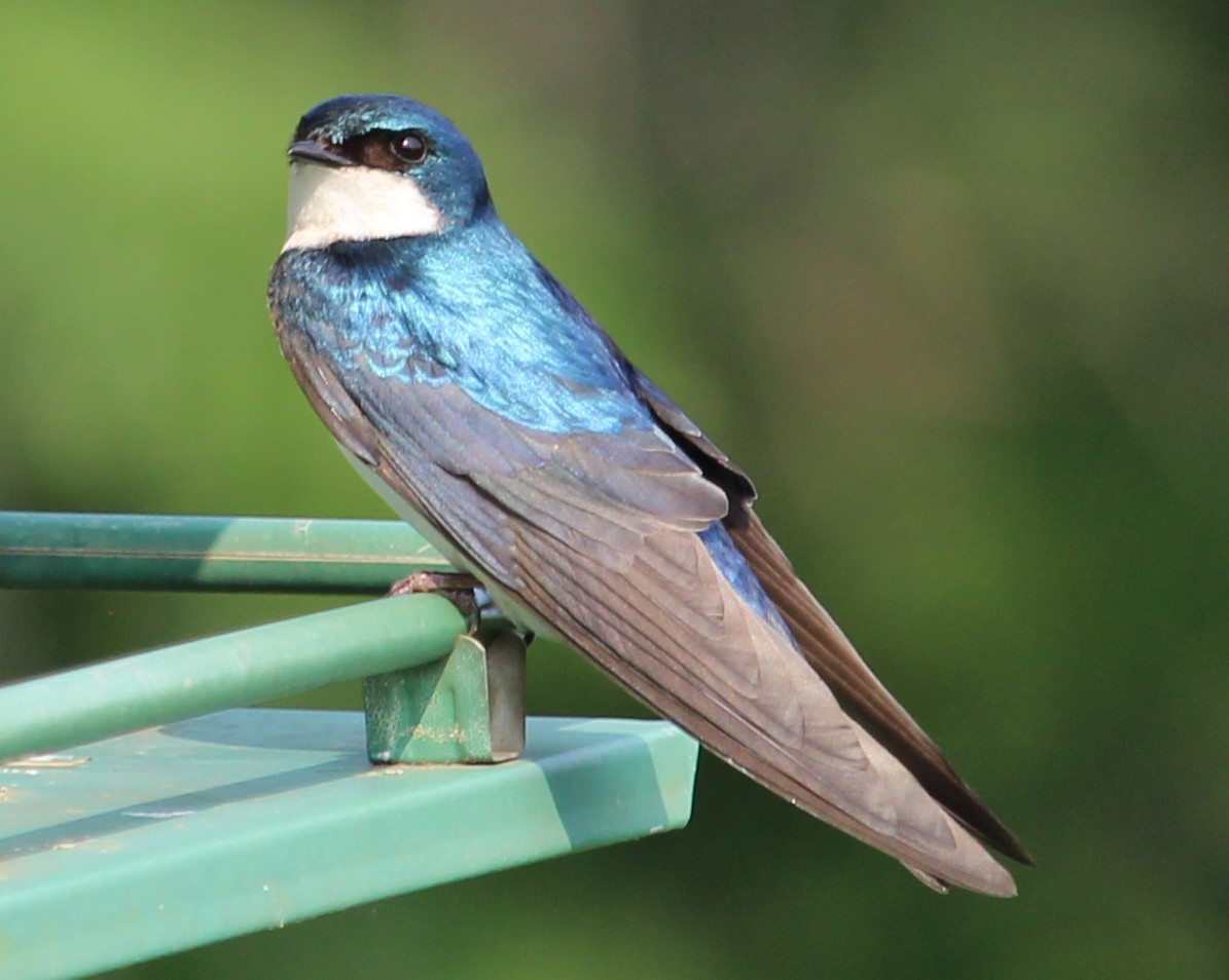 Tree Swallow - ML637340982