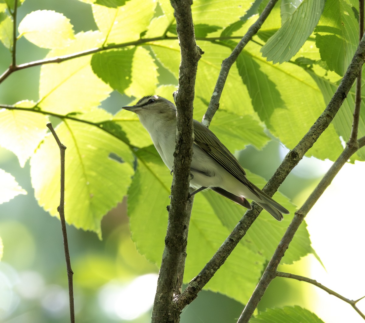 Kızıl Gözlü Vireo - ML637341009