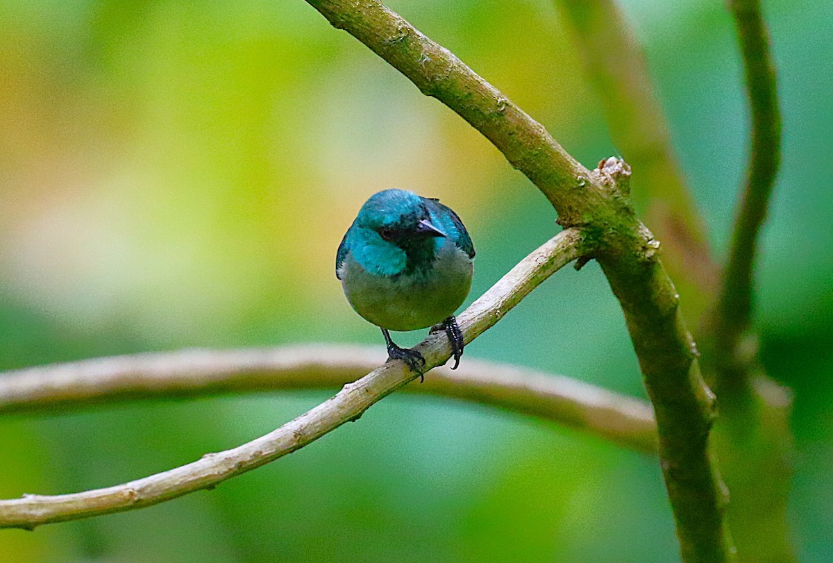 Scarlet-thighed Dacnis - ML637341106