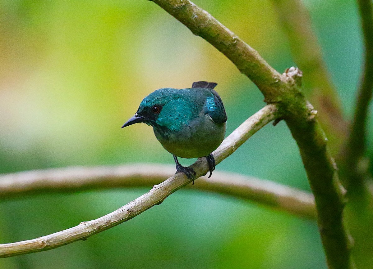 Scarlet-thighed Dacnis - ML637341107